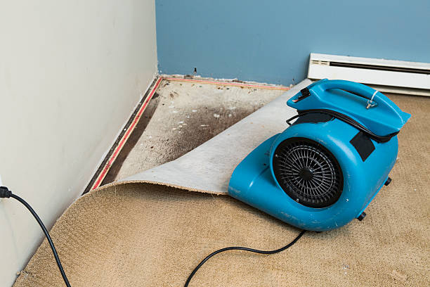 Best Local water damage restoration  in Neah Bay, WA